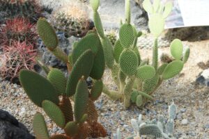 ウチワサボテン