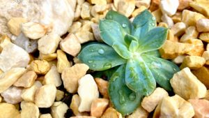 ドライガーデン