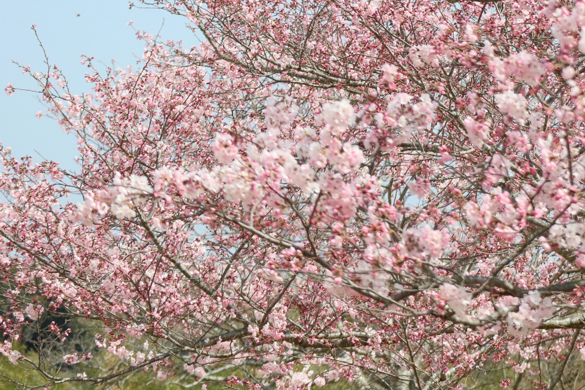 横須賀城址公園の桜