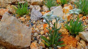 エーデルワイス