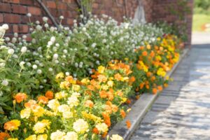 マリーゴールド