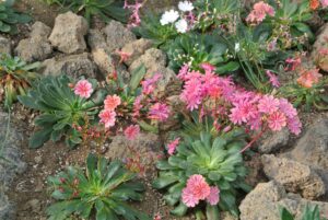 ロックガーデンイメージ