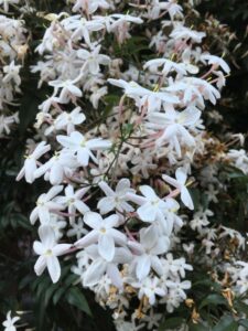 ハゴロモジャスミン