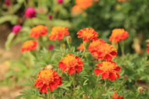 マリーゴールド