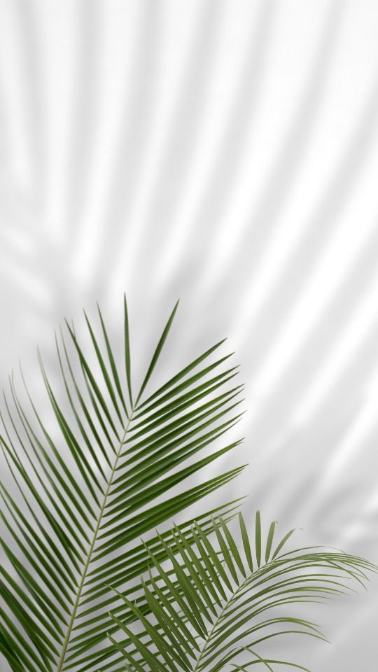 Gray and green palm shadow phone wallpaper
